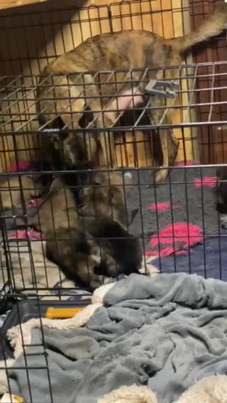 American Akita X Dutch and Belgian Shepherd