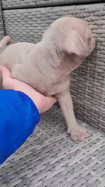 male pink pug puppy