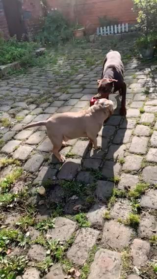 POCKET BULLY STUD DUTIES IMPORTED LILAC TRI
