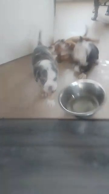 old English bulldog