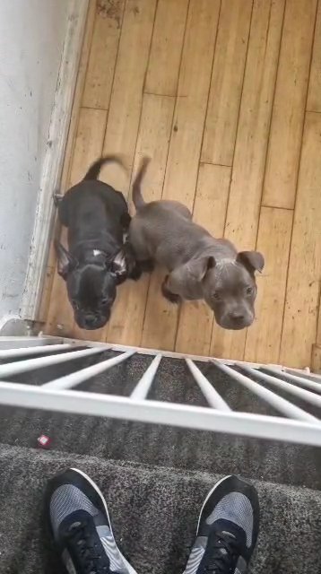 frenchie micro bully