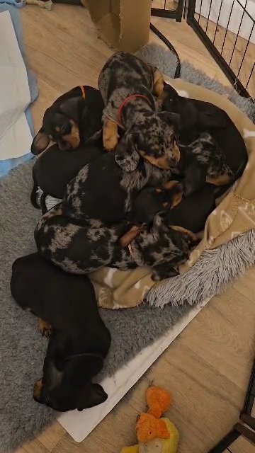 2 stunning Black and Tan girls left ready to go, 2nd Vaccine done can go out for walks from Thursday