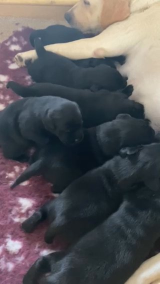 LABRADOR PUPPIES FROM HEALTH TESTED PARENTS