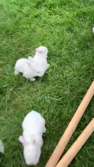 baby bunnies ready mid July