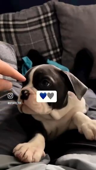 Beautiful Blue And White Olde English Bulldog