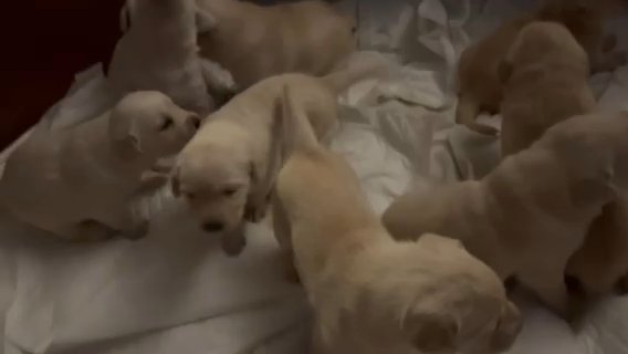 8 Beautiful Goldador Puppies 4 Girls and 4 Boys