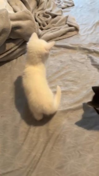 Kittens