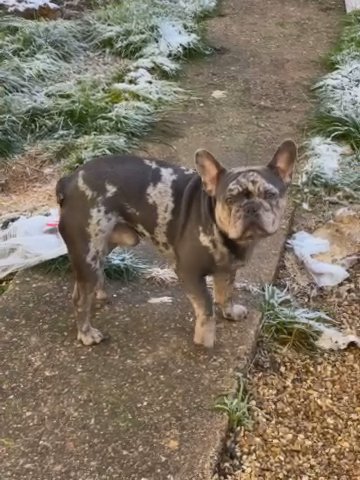 Blue Merle French Bulldog Stud