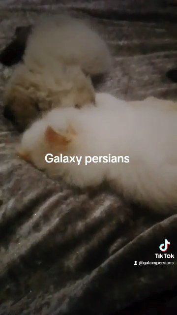 Colourpoint Persian kitten