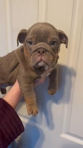 3 Female Bull Dogs Exceptional Lines