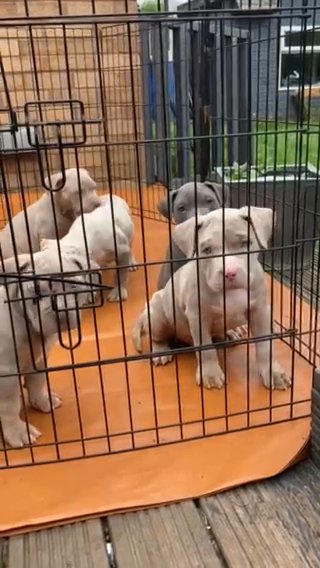 Picket Bully Pups Available