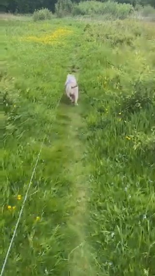 American Pocket Bullie