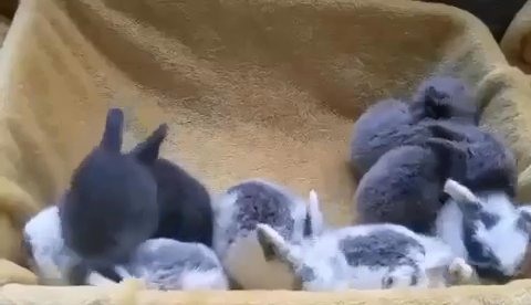 Mini Lop Bunnies / 5 Star Homes Only