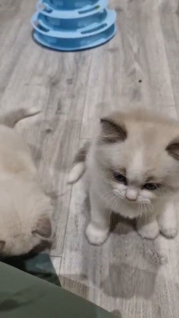 tica registered European ragdoll kittens