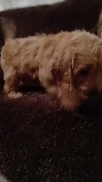 toy cockerpoo
