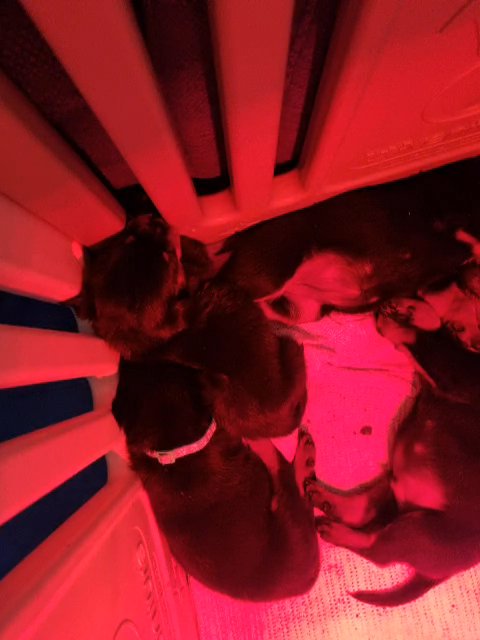 2 rottweiller puppies