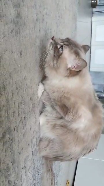 Stud Only Ragdoll Blue Lynx