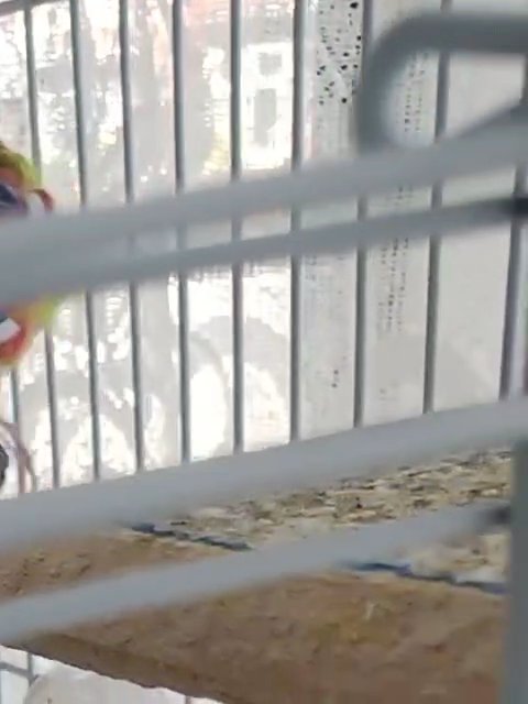 2 Buggies + Cage and Toys