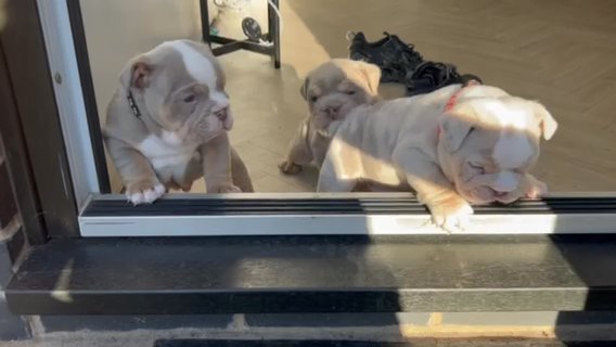 English Bulldogs