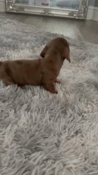 miniature dachshund
