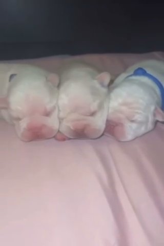 FEMALE BIG ROPE FRENCHIES??