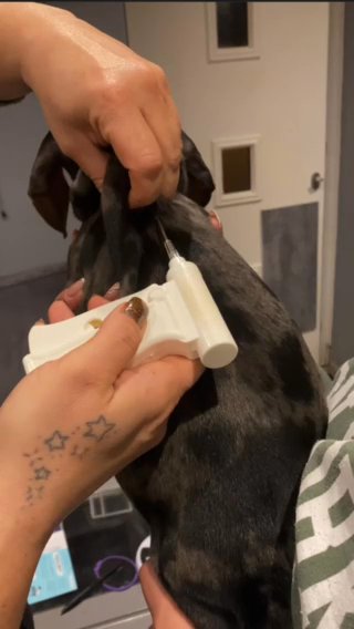 Perfect Little Paws Essex Canine Fertility Clinic