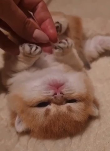 Golden Scottish Fold girl and boy champion lines