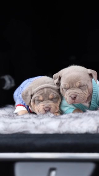 American Bully