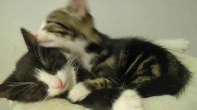 black and white kitten