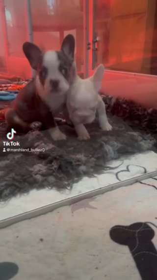 Frenchies Available