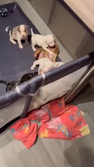 Pocket Bully Puppy’s