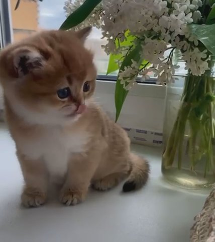 TOP QUALITY BSH KITTENS AVAILABLE TO REVERSED