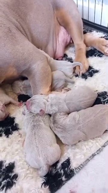 pocket bully pups ready to leave 24th of November