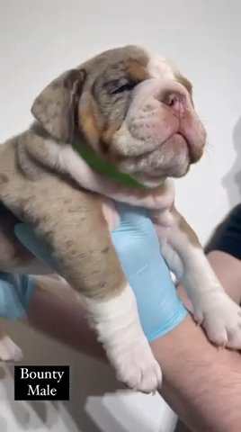 English Bulldog