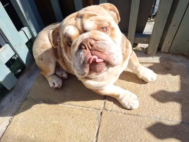 English bulldog stud ,,Ta TAZ ,English bulldog