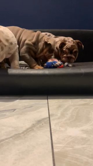 English Bulldogs 2 Females 2 Male