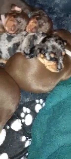 7 mini dachshunds rainbow letter