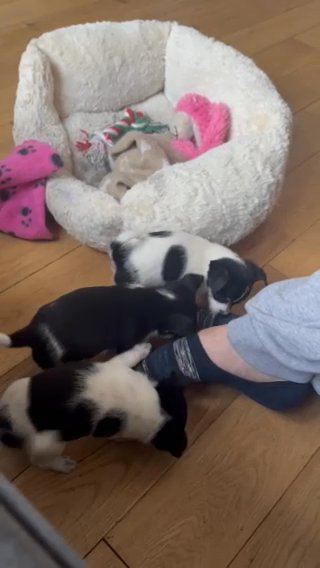 Jack-chi Puppies