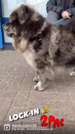 Merle Chow Chow Stud