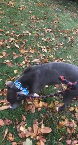 American bully ‘Rehome’
