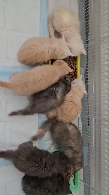 mainecoon kittens