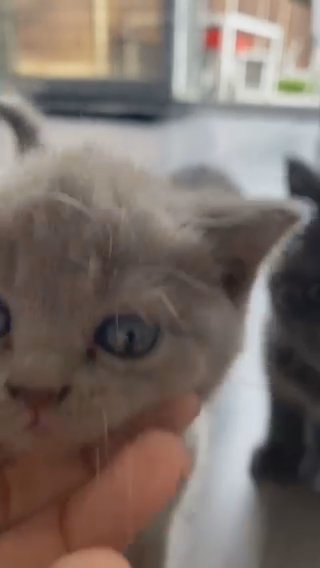 British shorthair kittens