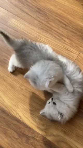 Ready for new homes Pedigree Persian kitten, 3 males and 2 females