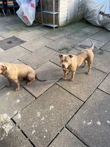 2 bully pups free to good home!