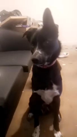 Rufus