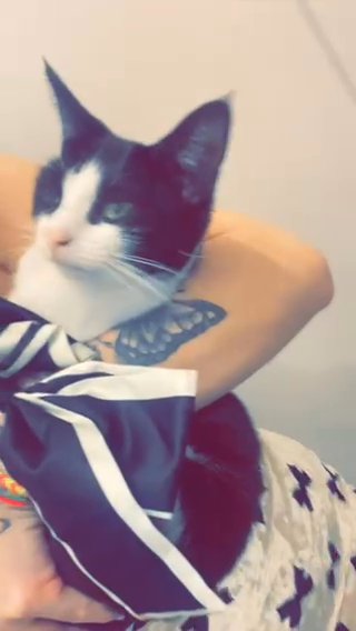 Black&white Cat