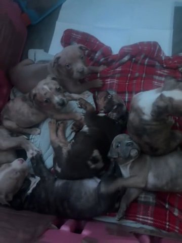 Last 3 Standard American Bully Pups
