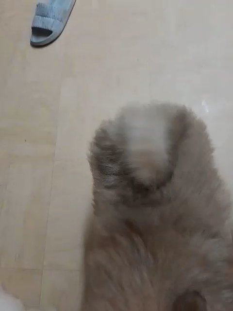 2 male chow chow puppies