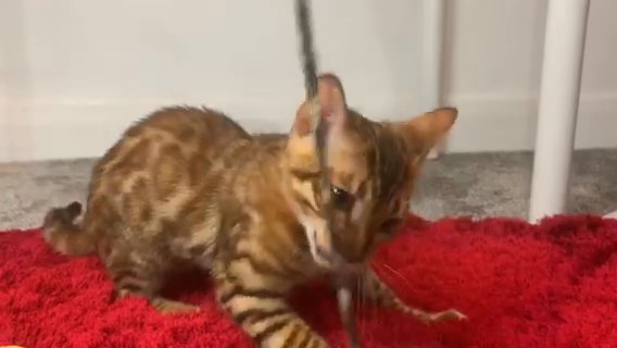 ???CHAMPION GOLDEN PEDIGREE BENGAL TICA BOY??