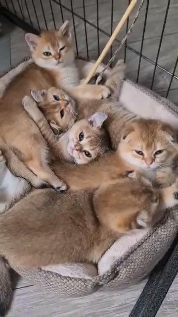 Excellent pedigree golden shaded kittens